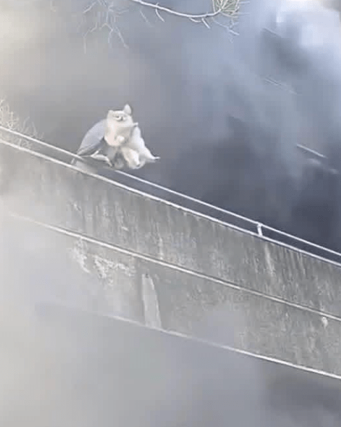 然後女子又將另一隻白毛狗狗從露台拋下。FB@IvyBaya/ FB@MANILA BULLETIN 然後女子又將另一隻白毛狗狗從露台拋下。FB@IvyBaya/ FB@MANILA BULLETIN