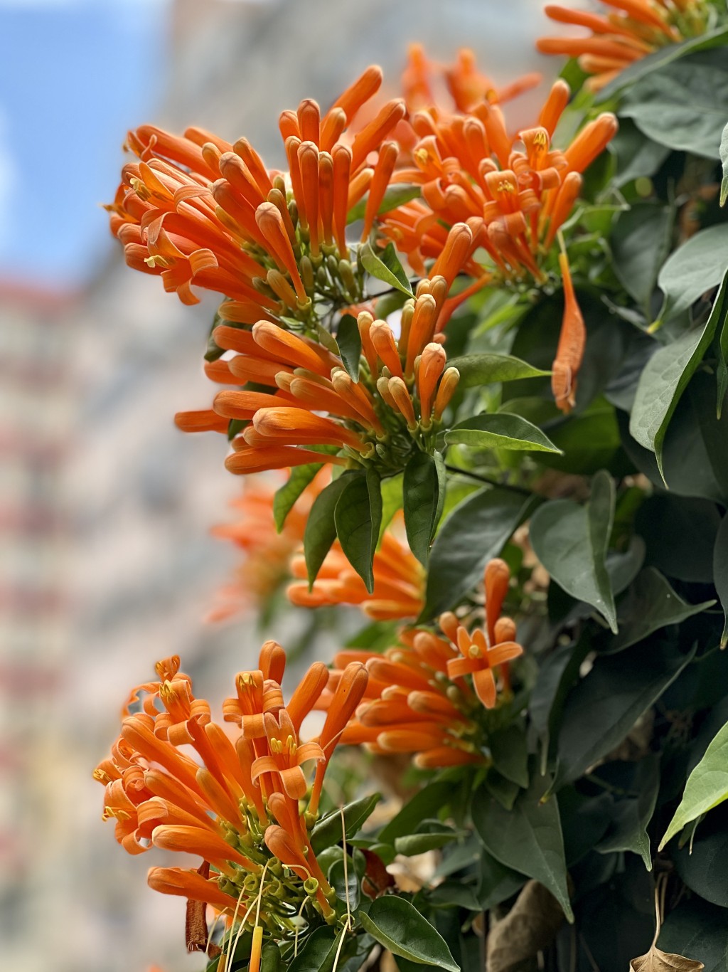 炮仗花是攀藤植物，原產於巴西，本港氣候也適宜種植，各區園林也見到其蹤影。