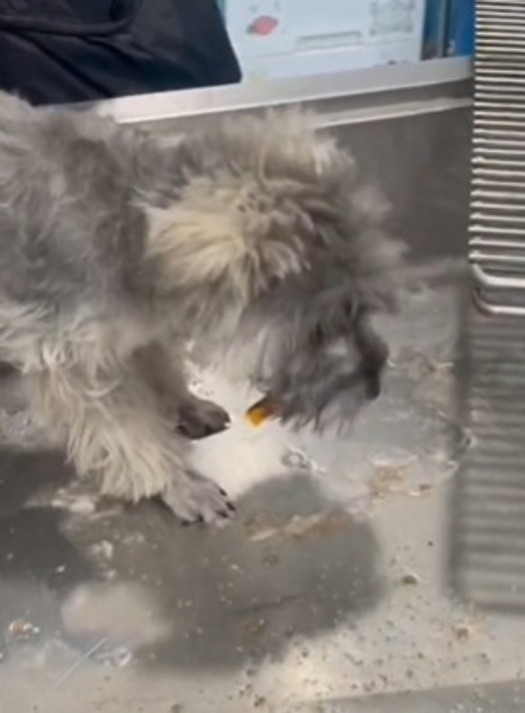 小狗被送到醫院進行催吐和洗胃。 影片截圖