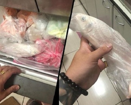 祖母用「冰封」方法，將白金蝴蝶龍鯉放雪櫃雪藏，拯救鯉魚。