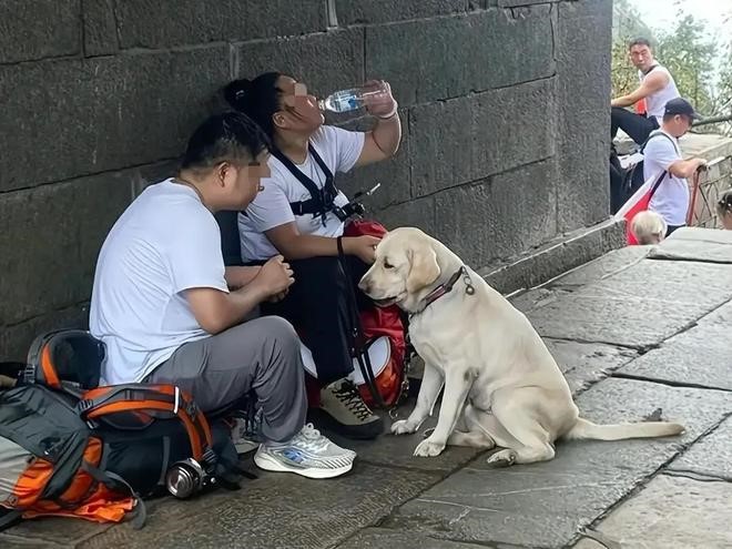 盲女帶導盲犬爬泰山惹虐待爭議。網易＠素衣讀史 