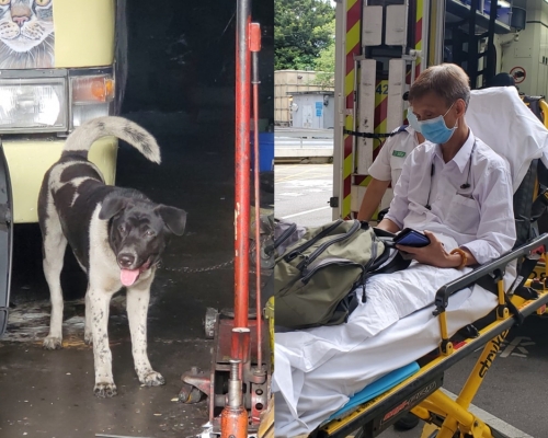 新蒲崗一間車房飼養一頭黑白色唐狗咬傷途人,一名男子左腳被咬傷。