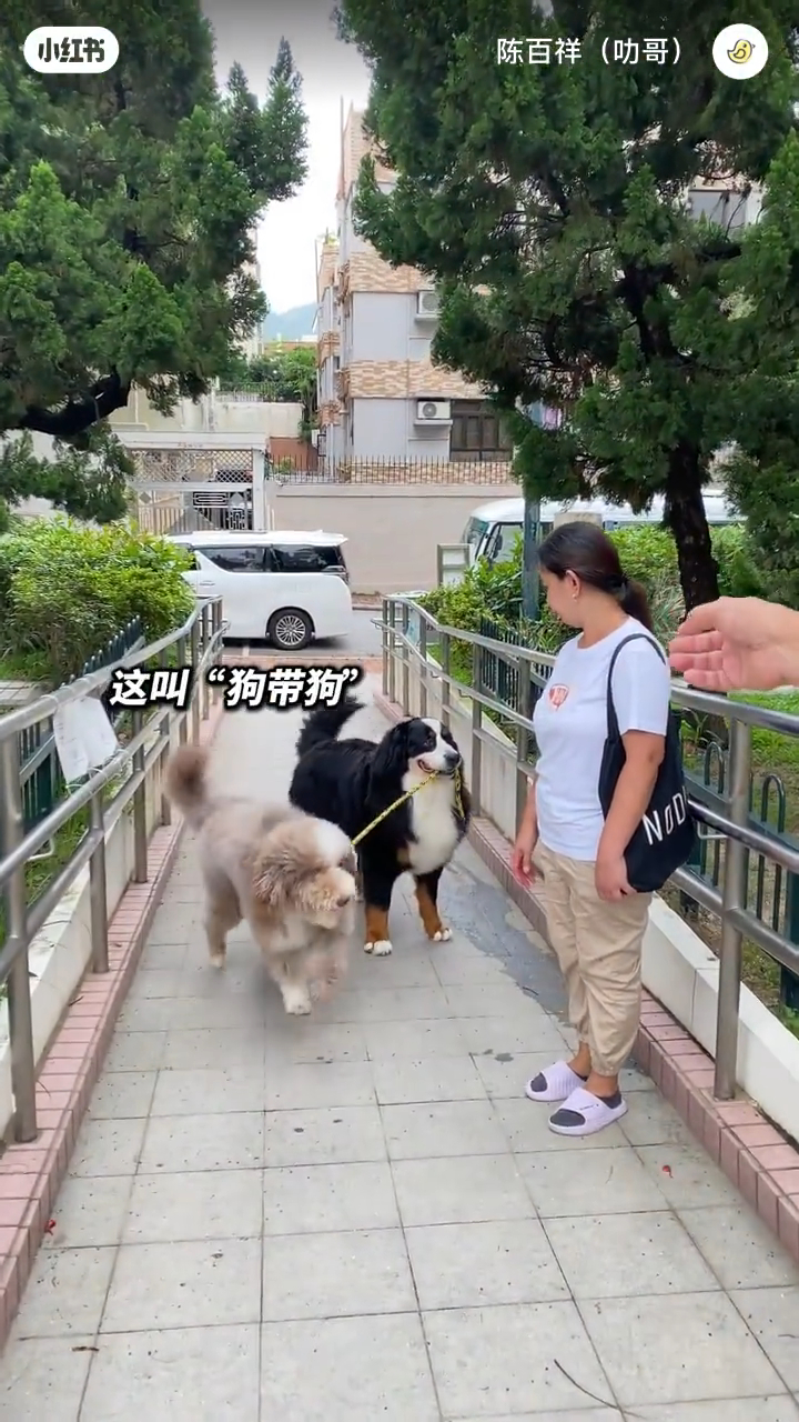 陈百祥其中一只爱犬咬住另一只狗的绳，他笑指这招叫“狗带狗”。
