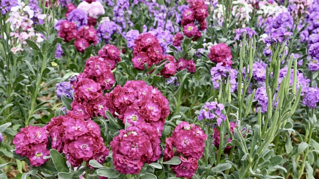 紫羅蘭原產於南歐與地中海一帶，花期自早春綿延至初夏。政府新聞處圖片