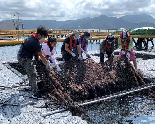 漁農自然護理署今年在東龍洲魚類養殖區設立現代化海產養殖示範。漁護署圖片