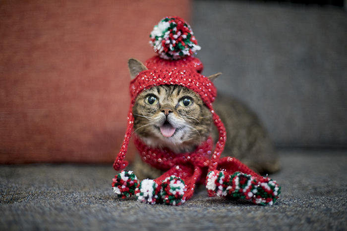 吐舌的小貓Lil Bub。網上圖片