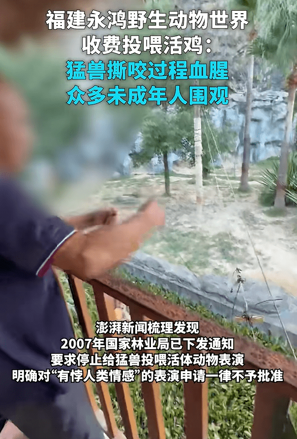 福建动物园活鸡喂猛兽被指血腥，网民斥如同“娱乐玩具”。《澎湃新闻》