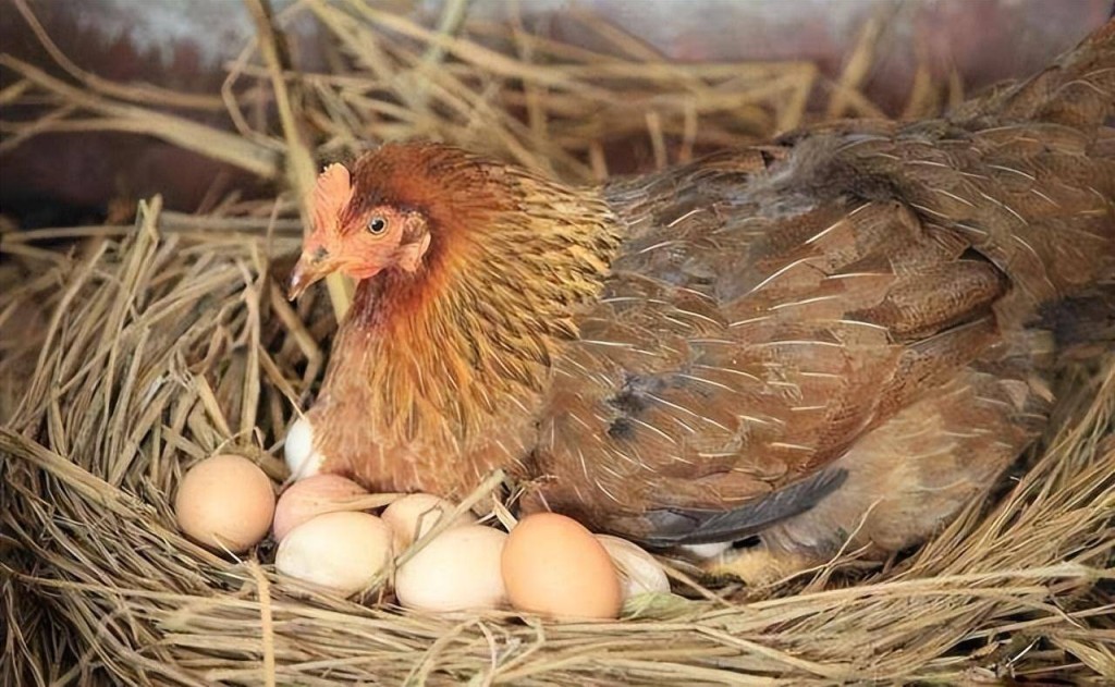 先有雞還是先有蛋？這被視為一個無解的問題。