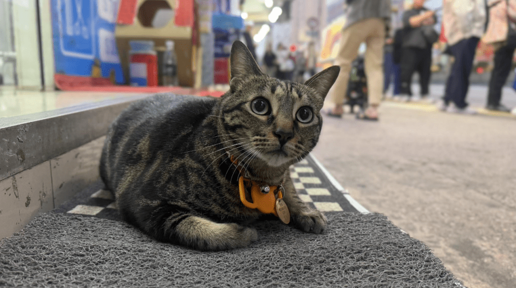 「阻B」每日早上在藥房開閘後，都會熟性地跑到對開巴士站陪伴乘客等車，深受街坊及擁躉喜愛。fb@「阻B」關注組