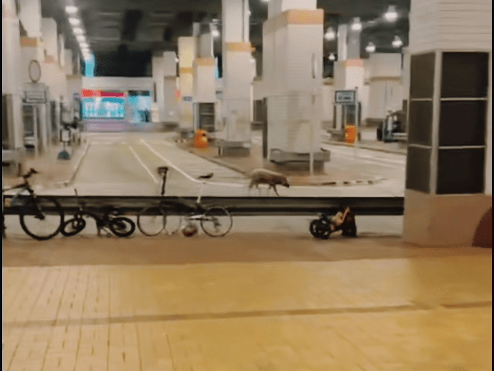 野豬在巴士總站遊蕩。小紅書：香港小紅薯