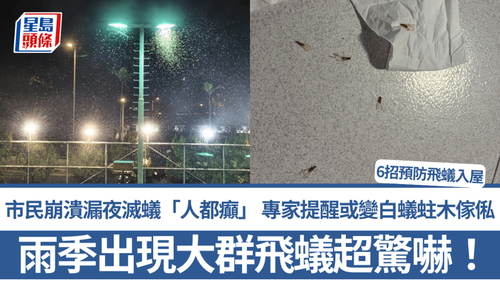 雨季驚現大群飛蟻亂飛超驚嚇！市民崩潰漏夜滅蟻「人都癲」 專家提醒或變白蟻蛀木傢俬 6招預防飛蟻入屋