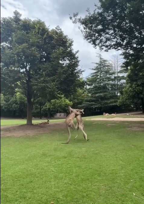 有遊客在網上發文，稱在上海野生動物園袋鼠打傷。