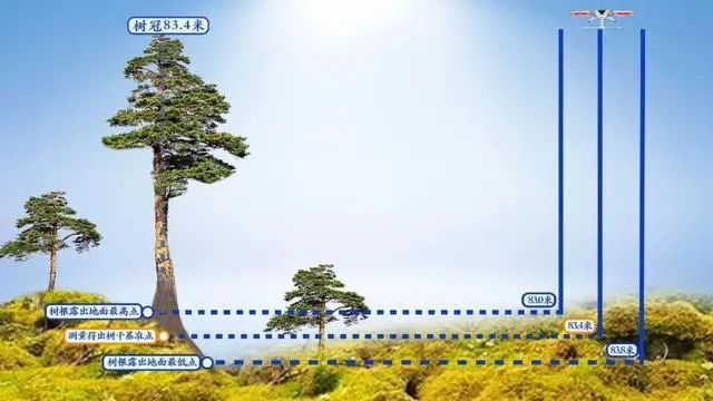 利用現代攀測手段測得樹木的實際高度。