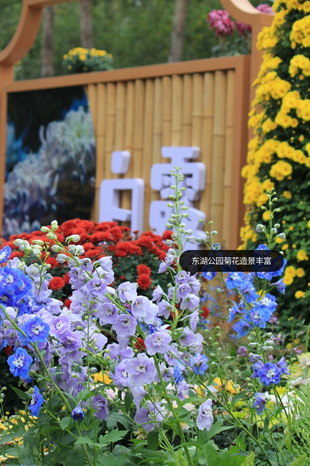 主會場羅湖區東湖公園主要展示精品菊藝。（圖：Lizbeth＠小紅書）