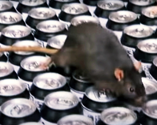 醫院專家認為，易拉罐在運輸和存儲過程中由於沒有特殊的防護，極有可能被老鼠排泄物污染。示意圖/網圖