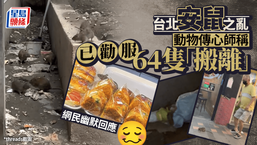 安鼠之亂︱動物傳心師稱勸服64隻老鼠搬離台北  網民寸爆：數量應已減少