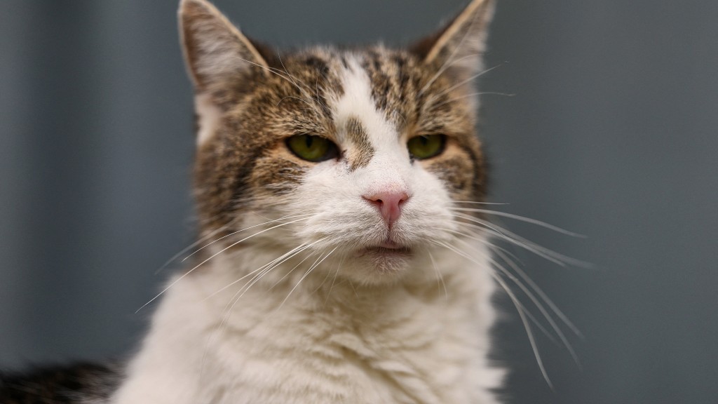 部分网友不同意:“猫不见得愿意!” 路透社 部分网友不同意:“猫不见得愿意!” 路透社