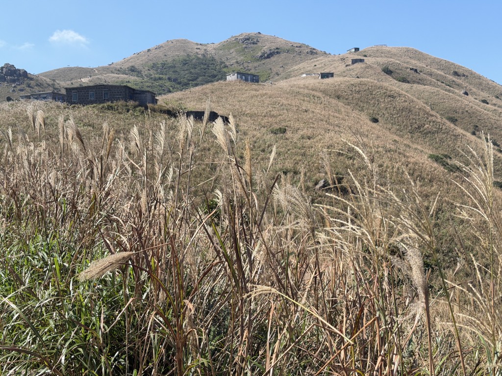 入秋後的大東山芒草慢慢染成金黃色,出現芒草海的景象。 入秋後的大東山芒草慢慢染成金黃色,出現芒草海的景象。