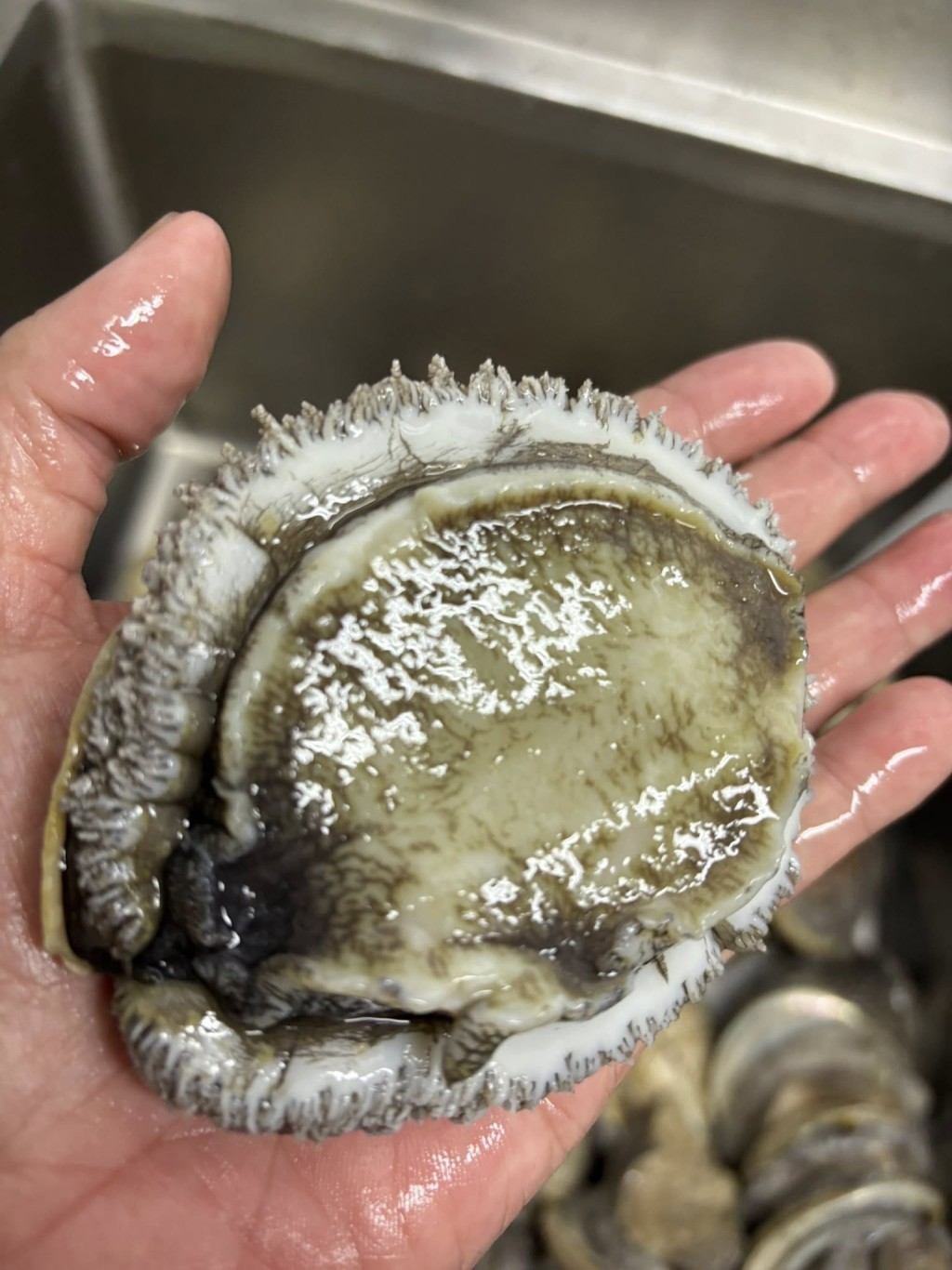 店方為盛宴準備鮑魚、花甲等食材。fb「東記私房菜」圖片