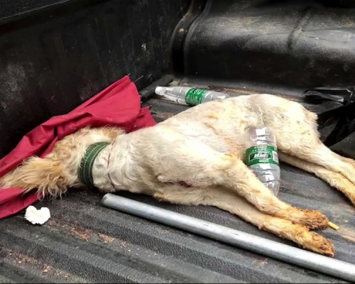 「城管」當街把私自上街的寵物狗活活打死，引發爭議。(網圖)