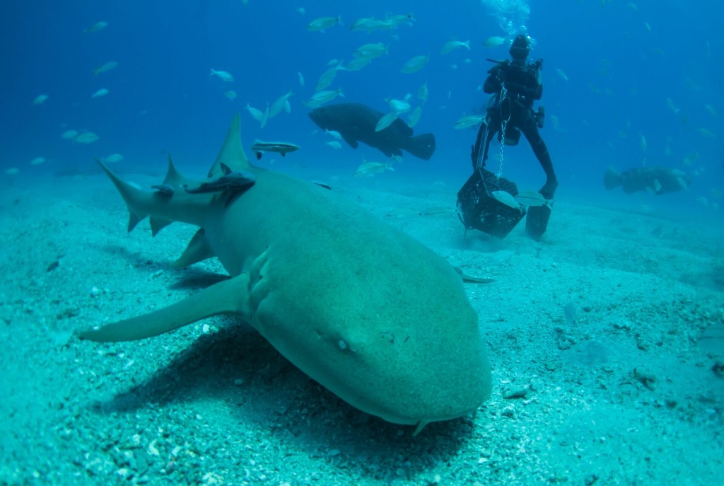 潜水人员特意到佛罗里达州拍摄鲨鱼。（路透社）