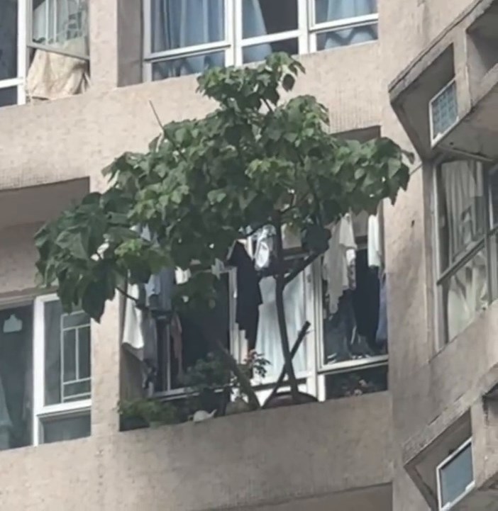 樓主： •打咗去管理處問，話同業主每年都反映 ，今次打風都有提佢，屋主會搞搞佢（唔 理佢係綁返實啲定暫時收埋佢先）。Threads截圖