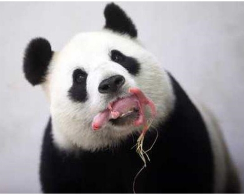 比利時大熊貓「好好再誕「龍鳳胎」。AP