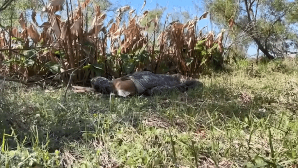 缅甸蟒正在吞食一只成年鹿。（FB@Conservancy of Southwest Florida）