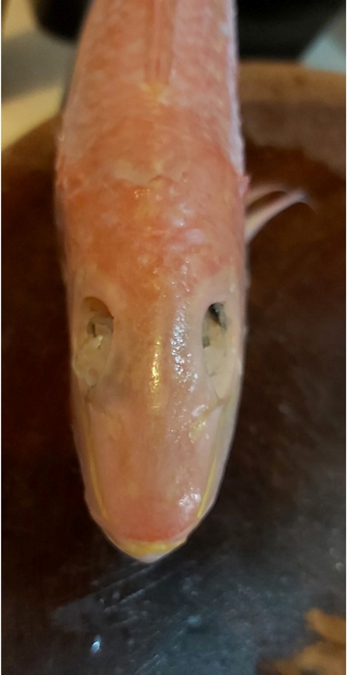 樓主回家後發現，「眼仔碌碌」的紅衫魚變了「盲俠」。「香港街市魚類海鮮研究社」FB