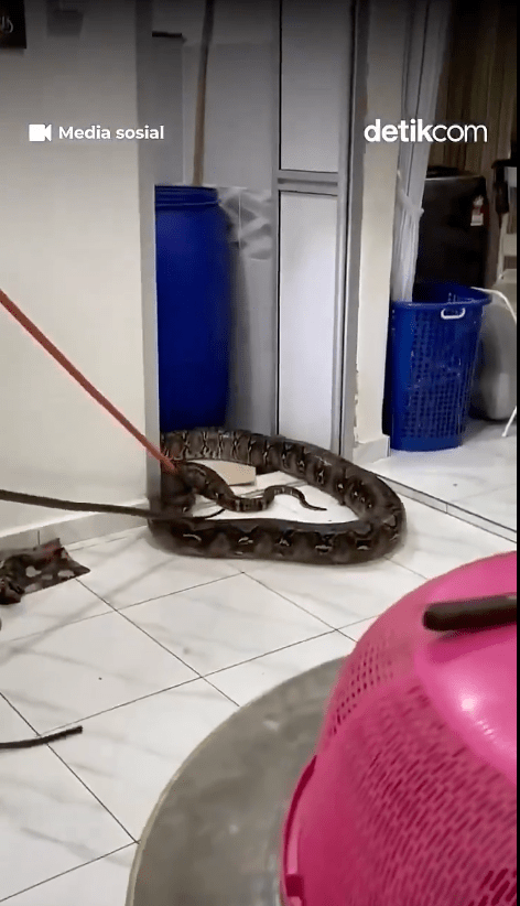 期間巨蟒疑被驚動，粗壯尾巴猛力衝破天花跌落，嚇得隊員忍不住向後跳開。X@detikcom