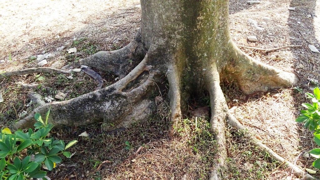 鳳凰木屬蘇木科的落葉喬木，原產地係馬達加斯加。