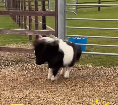 馬年將至,迷你馬在內地社交平台上爆紅。 馬年將至,迷你馬在內地社交平台上爆紅。