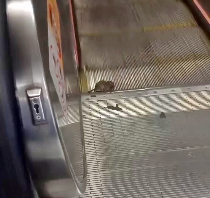老鼠尾遭扶手电梯夹著。fb「屯门友」截图