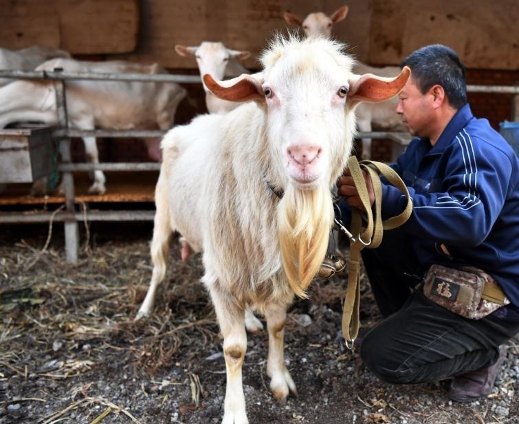 石家莊有一隻公羊能產奶。網上圖片