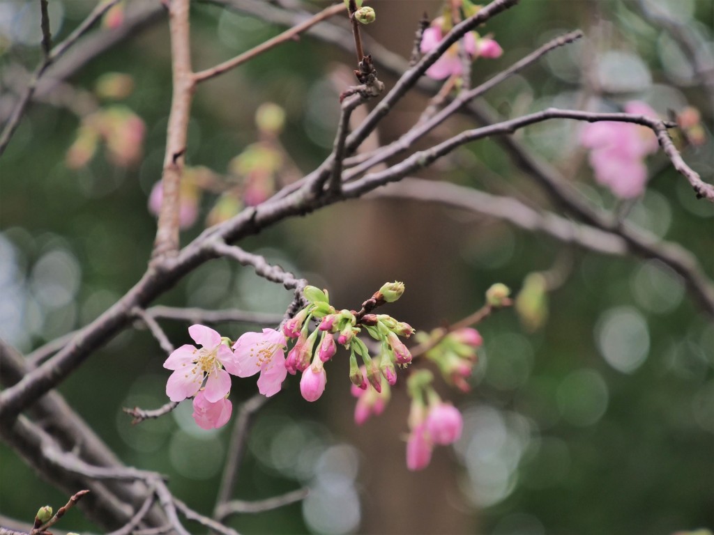 香港單車館公園內的鐘花櫻桃。
