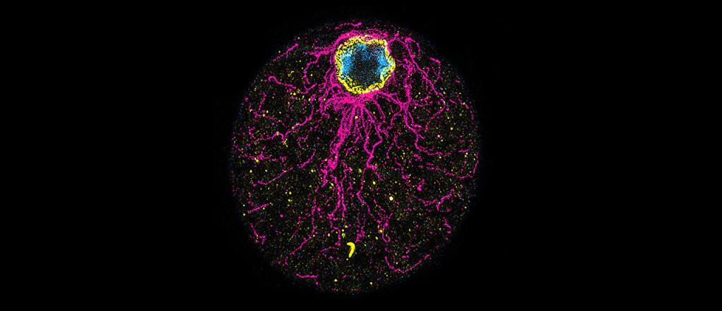 科學家由新發現的海洋單細胞原生生物「染色球藻」來研究生命的起源。