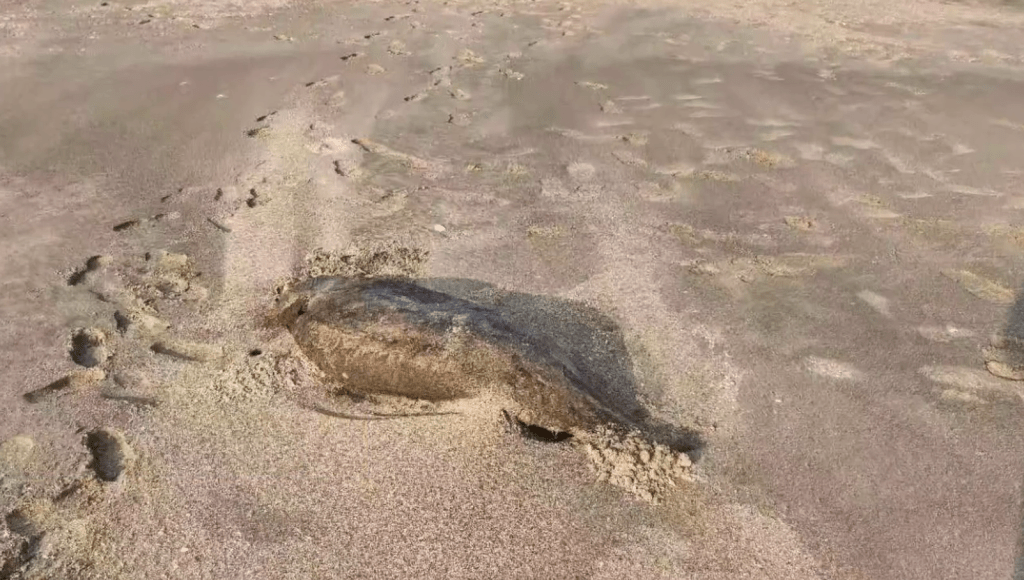 湛江發現疑似儒艮屍體,此前被宣告在中國大陸沿海「功能性滅絕」 。 湛江發現疑似儒艮屍體,此前被宣告在中國大陸沿海「功能性滅絕」 。