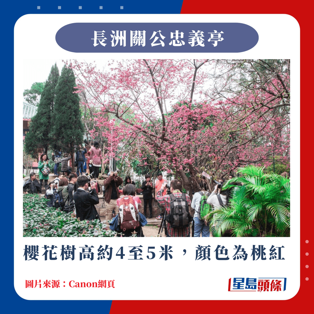 香港10大賞櫻熱點｜櫻花樹高約4至5米，顏色為桃紅