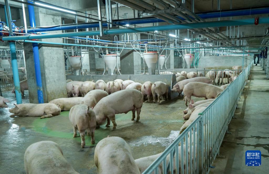 四川有养猪场发生集体沼气中毒事件导致7人死亡。示意图。新华社