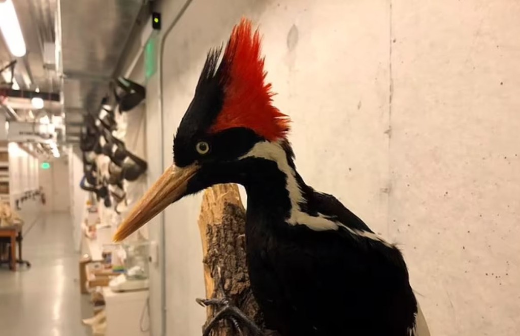 象牙喙啄木鳥(ivory-billed woodpecker)