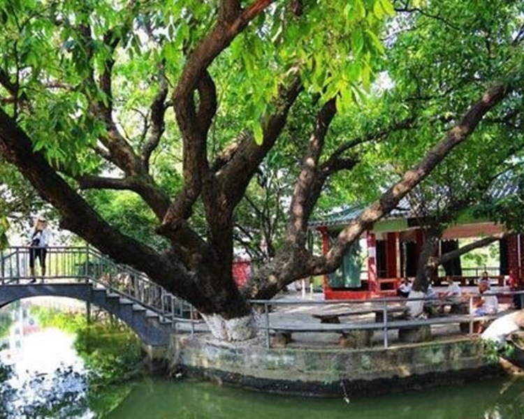 广东省建设森林小镇，推动生态旅游。网图