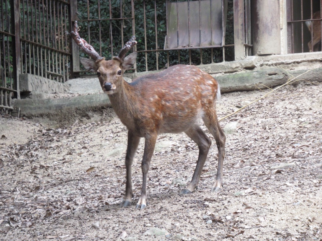 在竞争过于激烈的情况下，部分较弱势的奈良鹿只出于求生本能被迫远走他乡。X@Teruki_Nosaki
