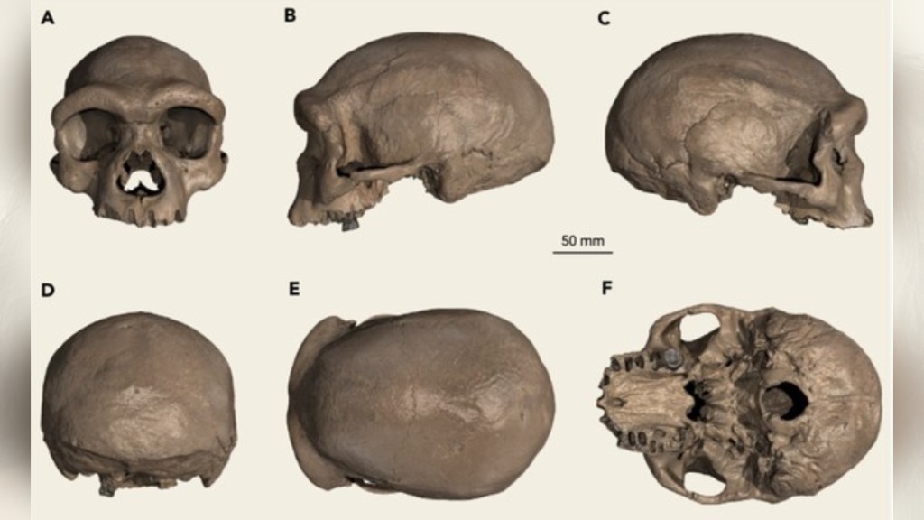 一個懷是是「龍人」頭骨化石於1933年在黑龍江哈爾濱被發現。（圖：KAI GENG/ The Innovation）