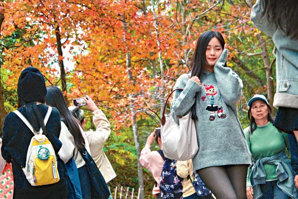 元朗大棠枫香林开始出现红叶，有市民游客专程上山观赏。