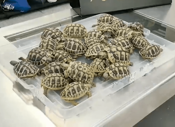 26隻活龜屬瀕危物種。 26隻活龜屬瀕危物種。