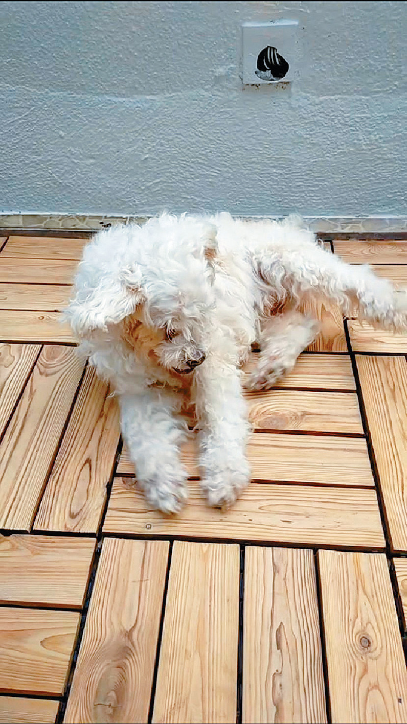 ■Teddy主人認為,保健品令老狗身體機能改善,在最後階段可以有尊嚴地生活。 ■Teddy主人認為,保健品令老狗身體機能改善,在最後階段可以有尊嚴地生活。