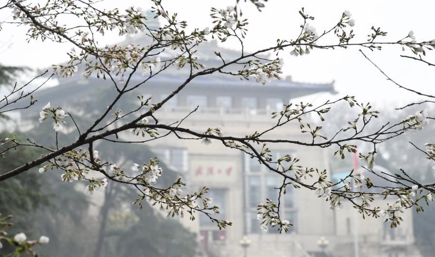 武汉大学是内地知名学府，其樱花一景名闻国际。新华社