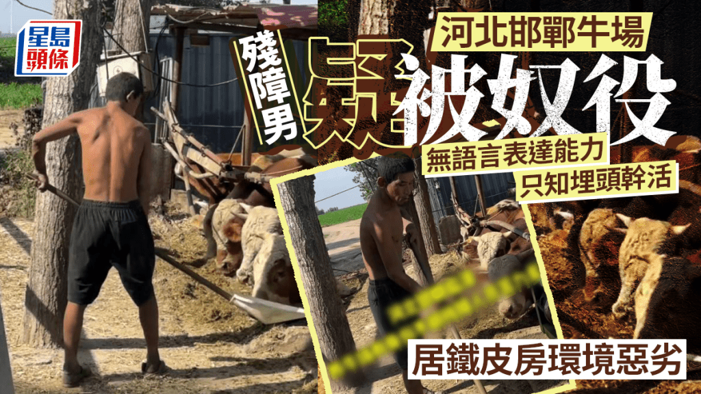 邯鄲牛場疑奴役殘障人員
