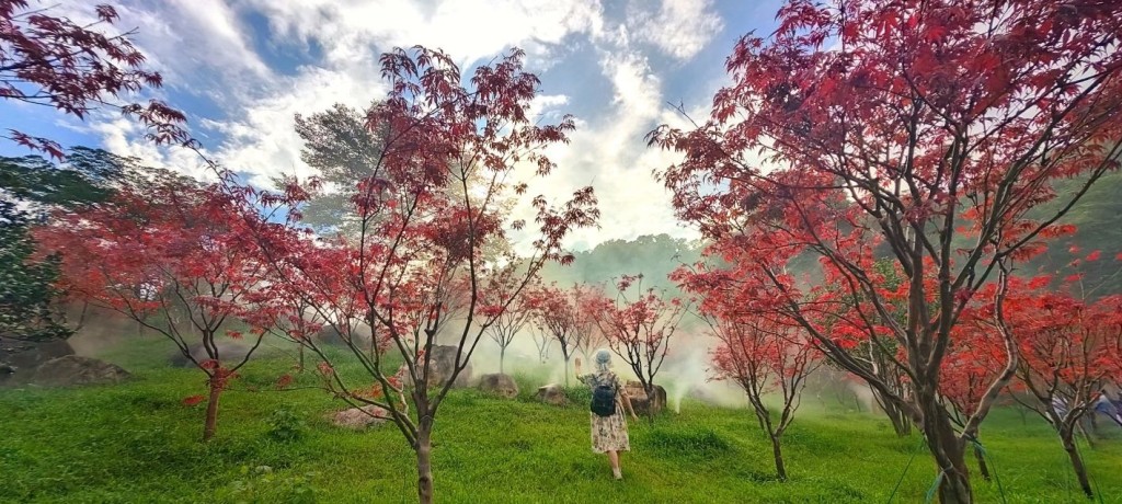 廣州賞秋旅遊攻略2024｜最新消息，帽峰山的紅葉提早變紅，現在日日在小紅書洗版，楓園都熱鬧起來。（圖片來源：小紅書@端末未見）