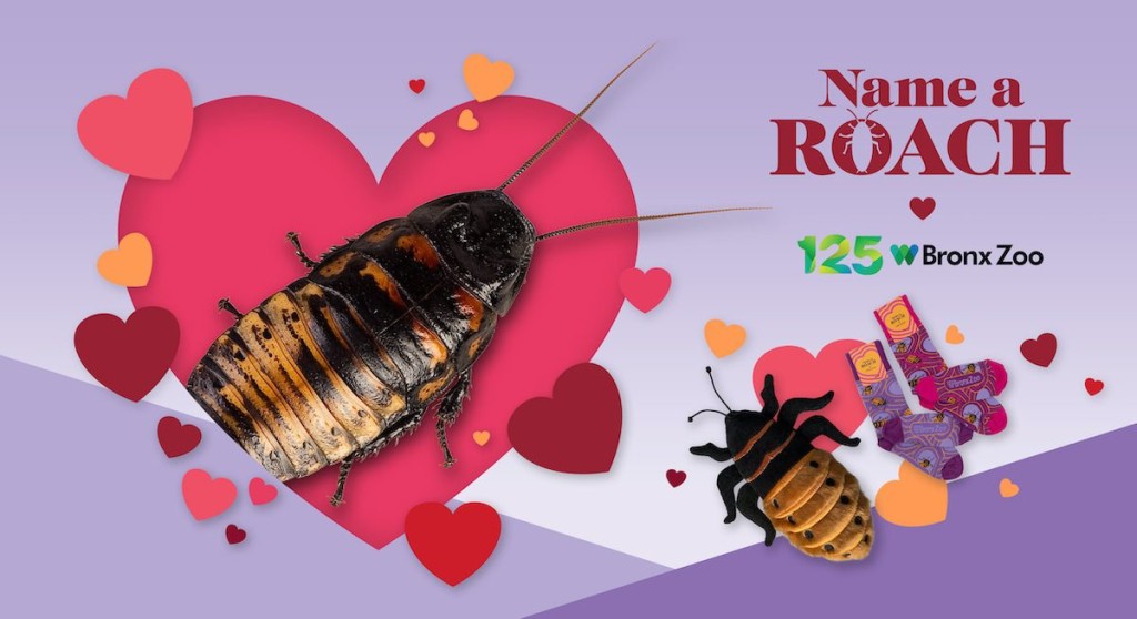 美國有動物園推出情人節蟑螂命名活動，遭網民惡搞為「舊情人復仇計劃」。Bronx Zoo